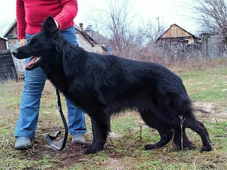 Продаж цуценят ДШ Німецької вівчарки