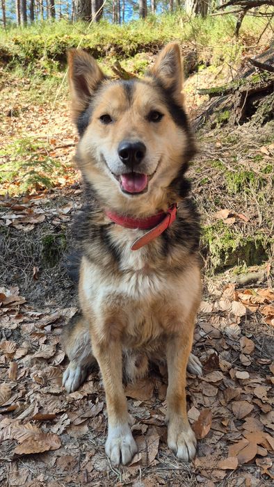 Łagodny pies szuka domu  / do adopcji