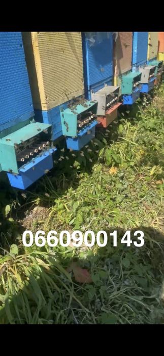 Продам бджолопакети