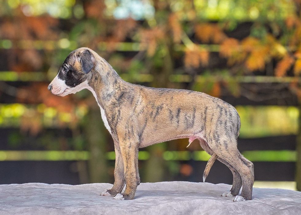 Himiros GINO whippet chłopiec do odbioru w połowie października
