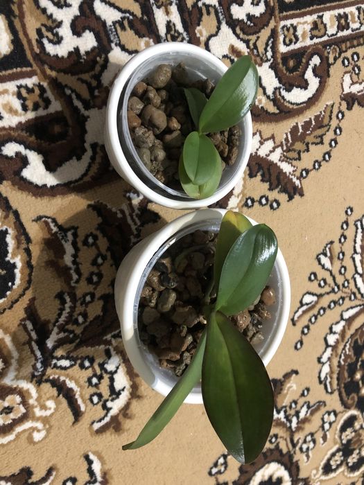 Орхідея біла.