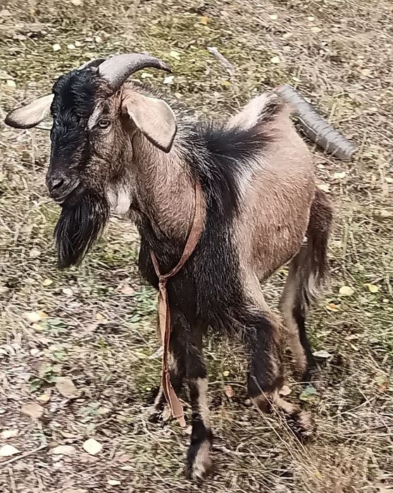 Kozioł cap sprzedam