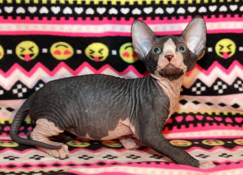 Лялькові кошенята