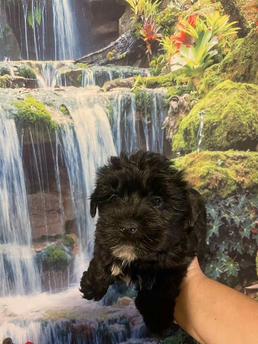 York Black czarny piesek  rodowód