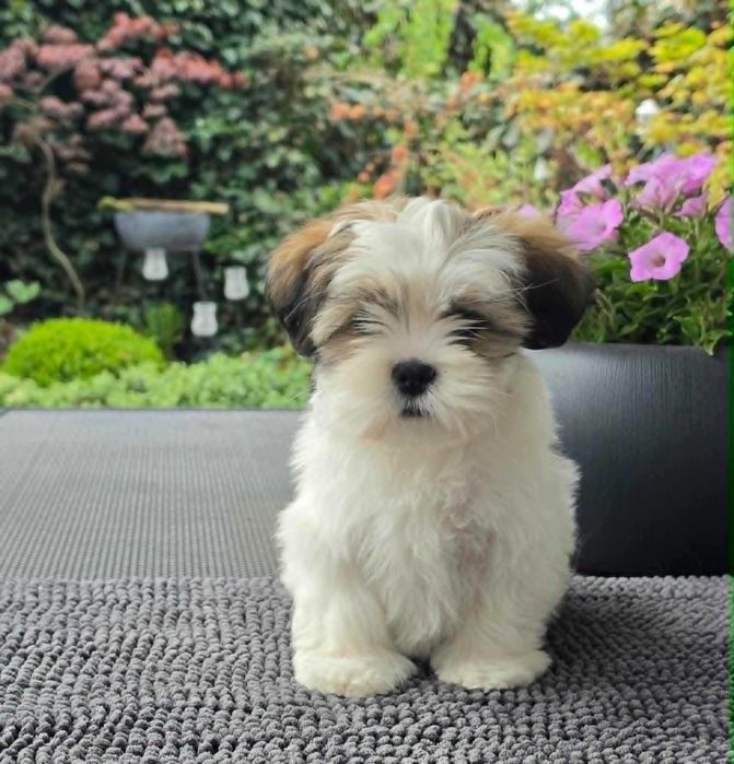 Lhasa apso - suczka z super pochodzeniem ZKwP/FCI