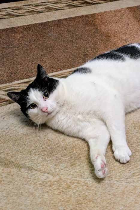 Oskar 2 lata, przyjazny,adopcja.