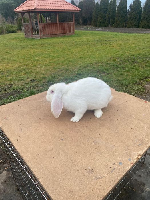 Sprzedam królika Baran francuski
