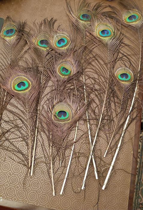 10 penas de pavão várias alturas, perfeitas para decoração em jarra