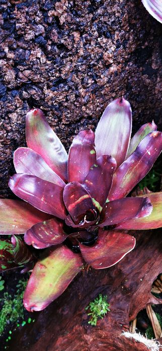 Tanio !! Bromelie, Neoregelie do Terrarium Vivarium Paludarium!