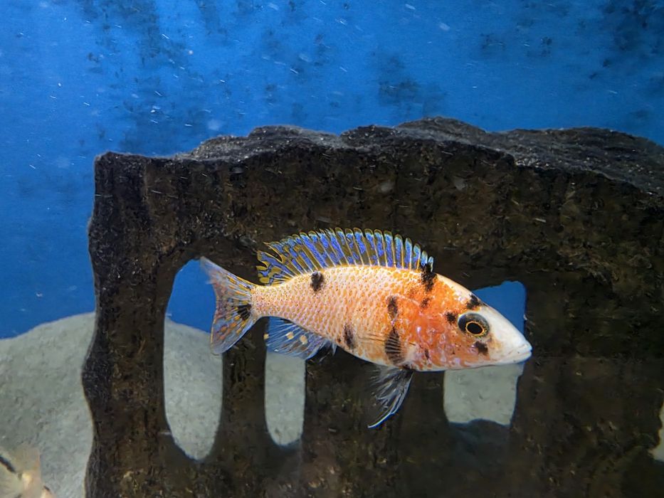 Pyszczaki Aulonocara marmelade ob