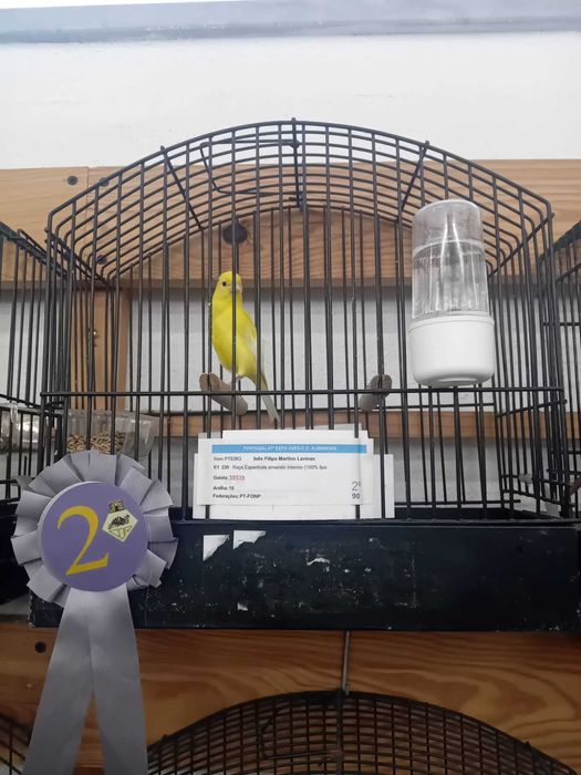 Vendo canários raça espanhola