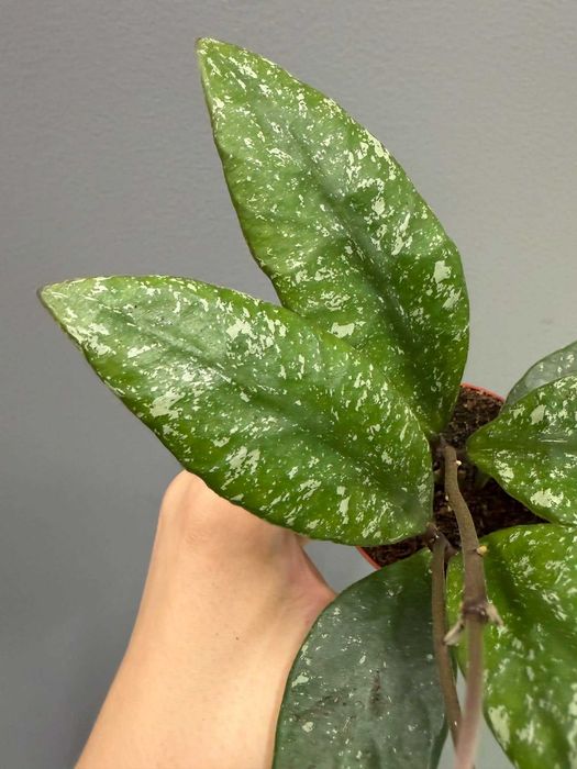 Hoya Rundumensis Splash Hoja 6 cm doniczka