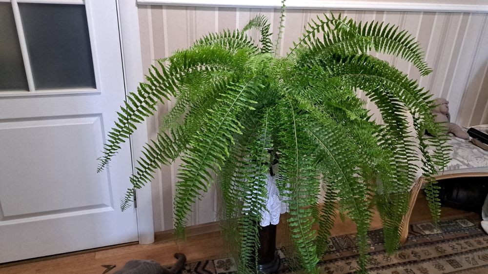 Продам Папоротник | Высота 110см | Ширина 120см