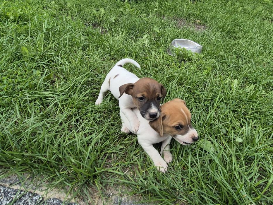 Sprzedam pieska Jack Russell terrier
