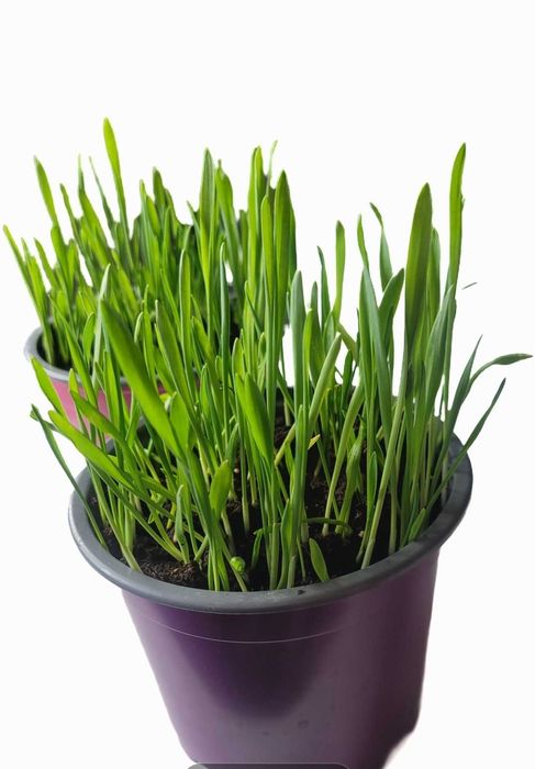 Trawa dla kotów/ trawa dla kota