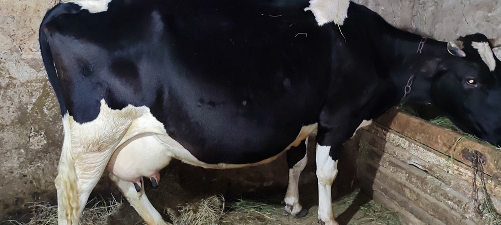 Продам глубоко стельных коров на хозяйство!