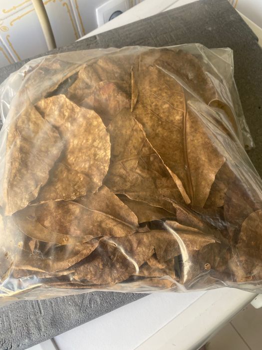 Folhas de Catappa para aquário