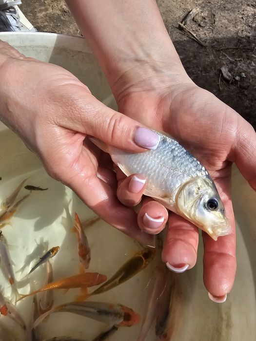 Karp koi narybek kroczek ryby ozdobne