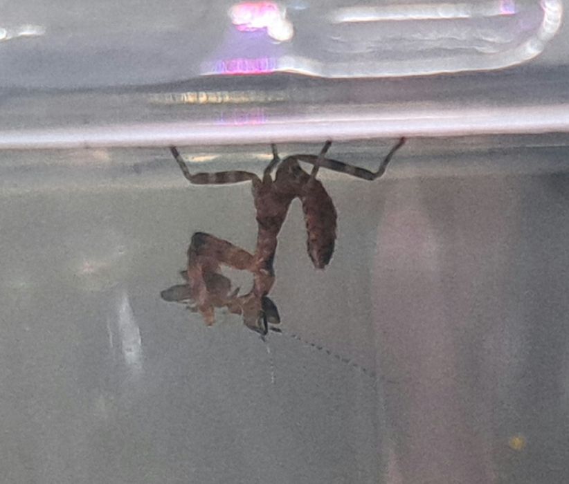 Modliszka Creobroter Gemmatus (Modliszka wspaniała)