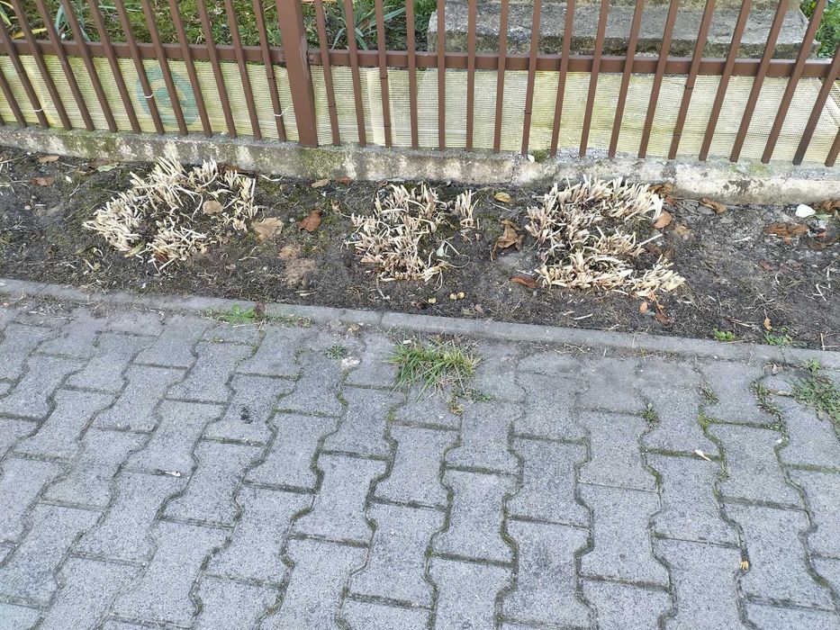 funkia (hosta) - kwiaty wieloletnie do ogrodu