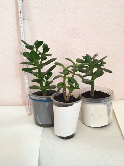 Грошове дерево, педілантус