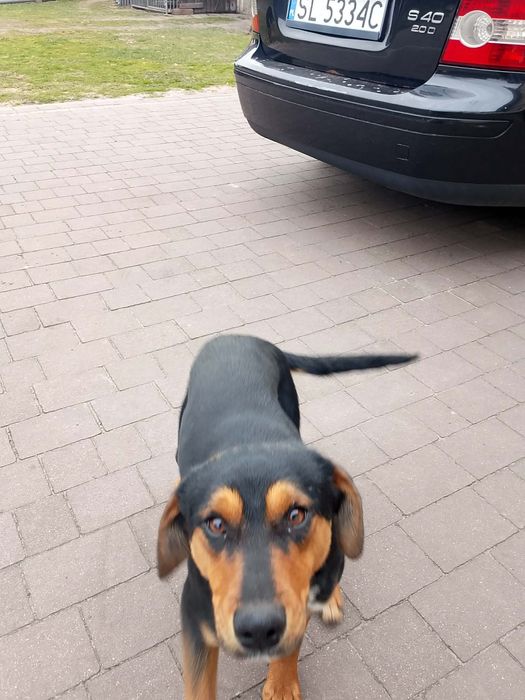 Oddam pieska za darmo