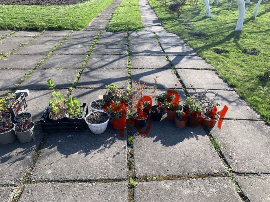 Рослини  вуличні