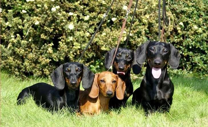 Jamnik Krótkowłosy Króliczy/ Miniaturowy ZKwP/FCI po Championach