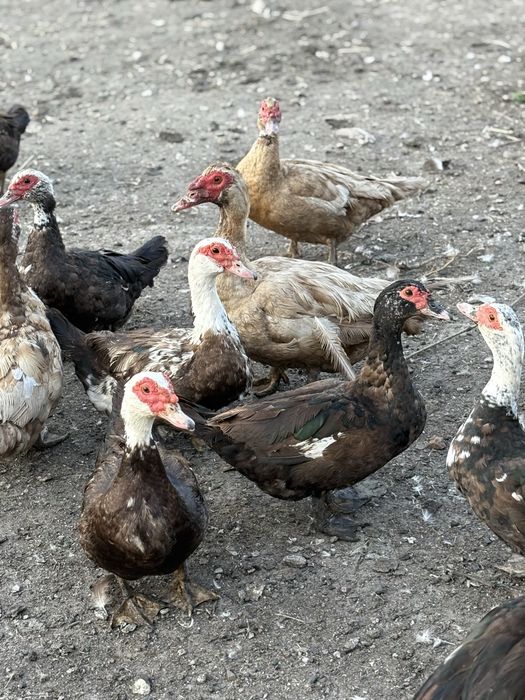 Індокачки 500 грн.