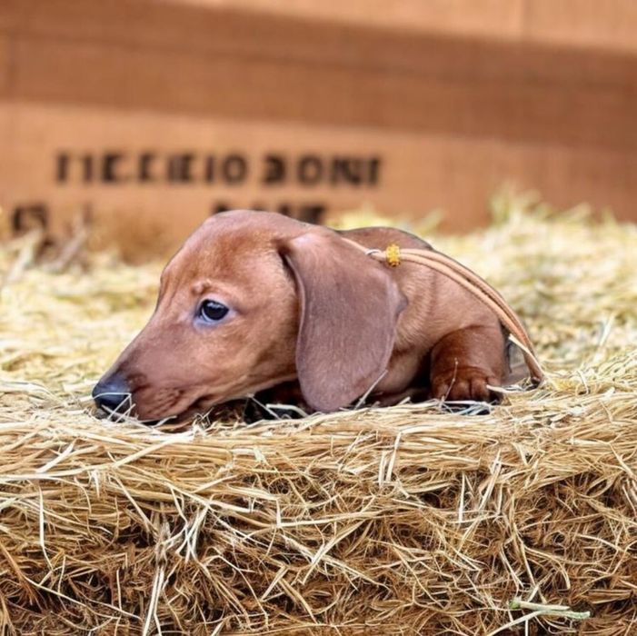 Рудий кріль,принц крові