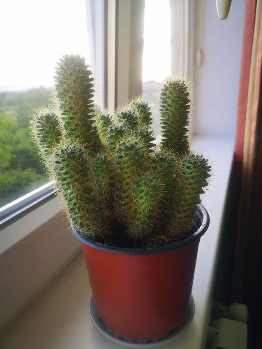 алоє вазон сукулент