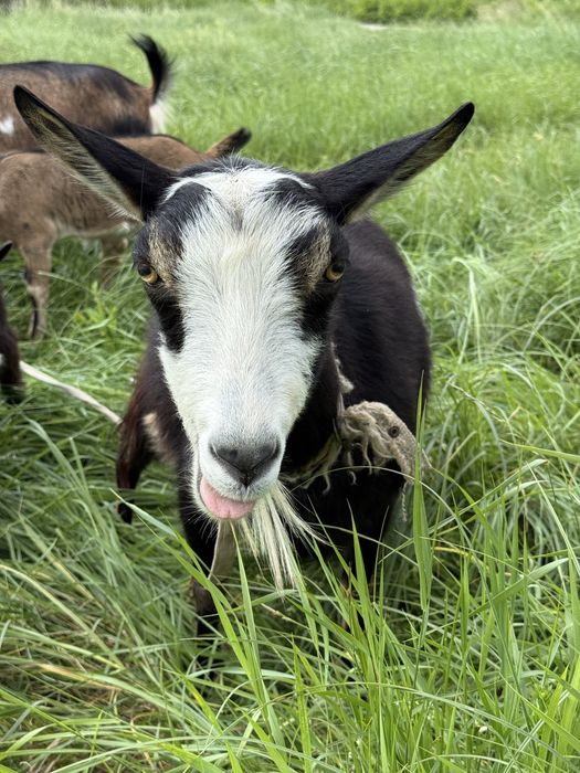 Продам кізоньку у гарні руки