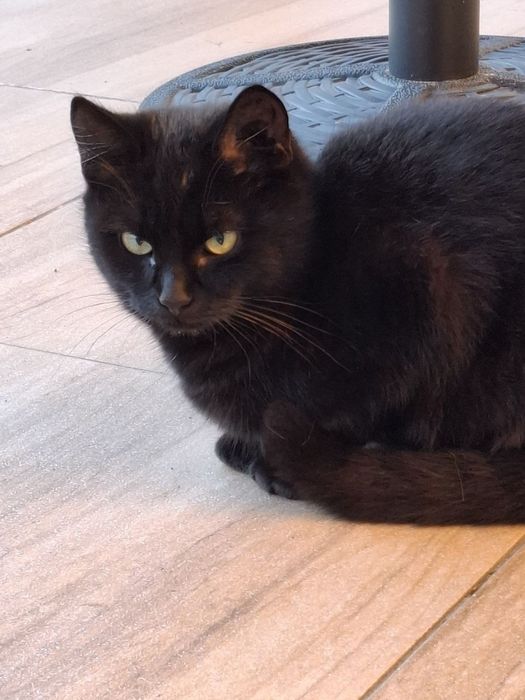 Кошечка в хорошие руки