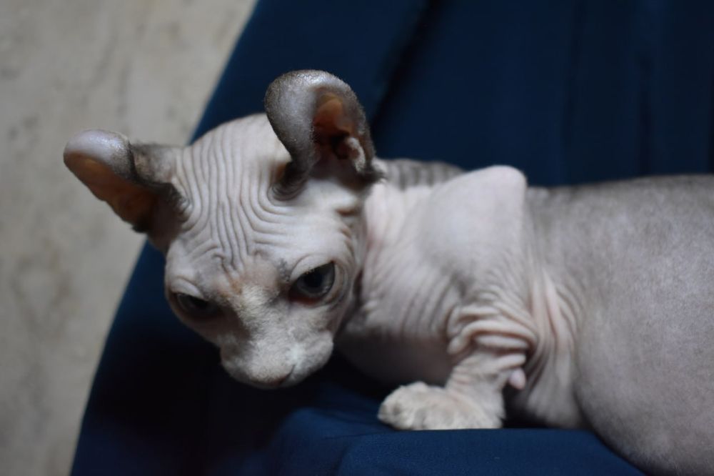 Молодой мальчик двэльф