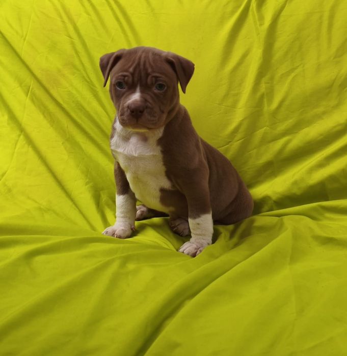 American pitbull macho red nose