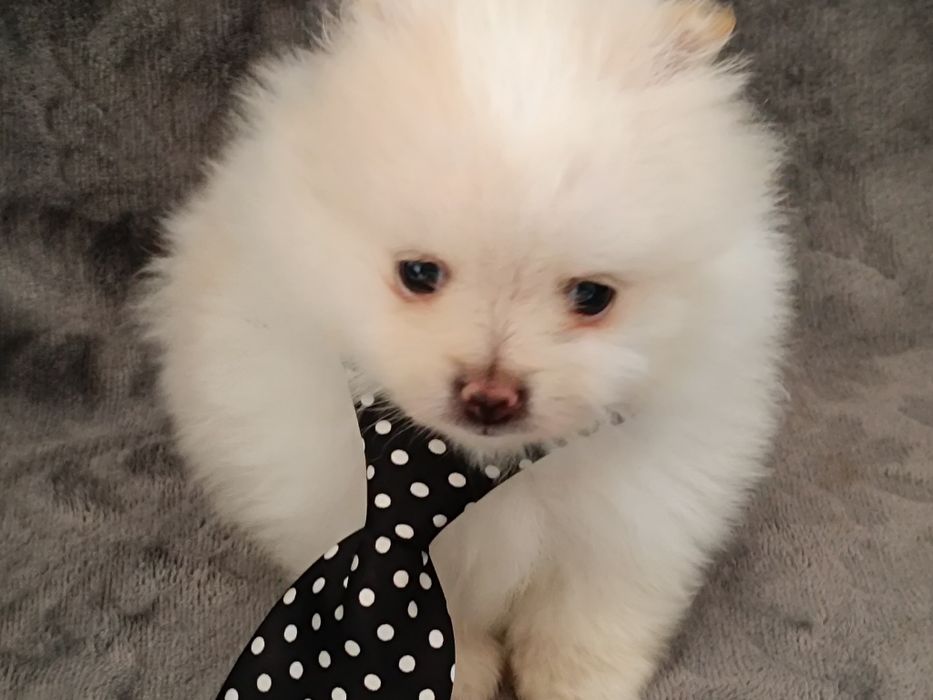 Szpic miniaturowy pomeranian piesek