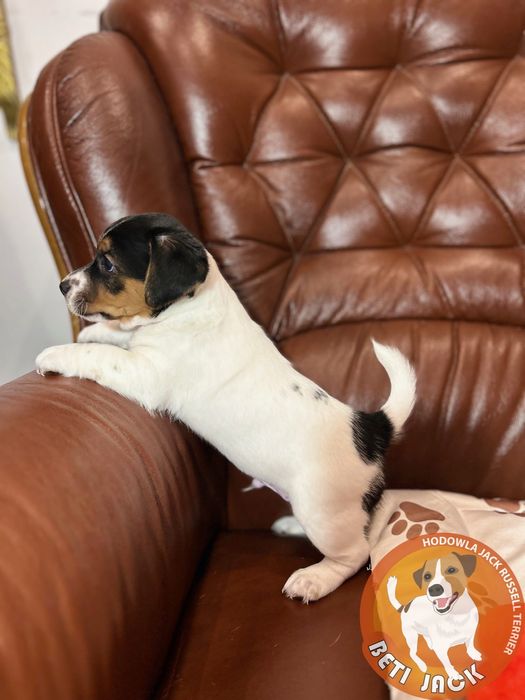 Piękny piesek Jack Russell Terrier z hodowli „BETI JACK” - DIOS
