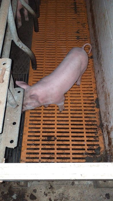 Leitões vacinados e desparasitados