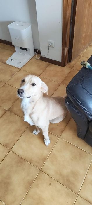 Cão para adoção responsável