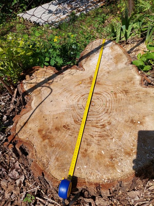 Измельчение веток и удаление проблемных пней. - Інші послуги Дніпро на Olx