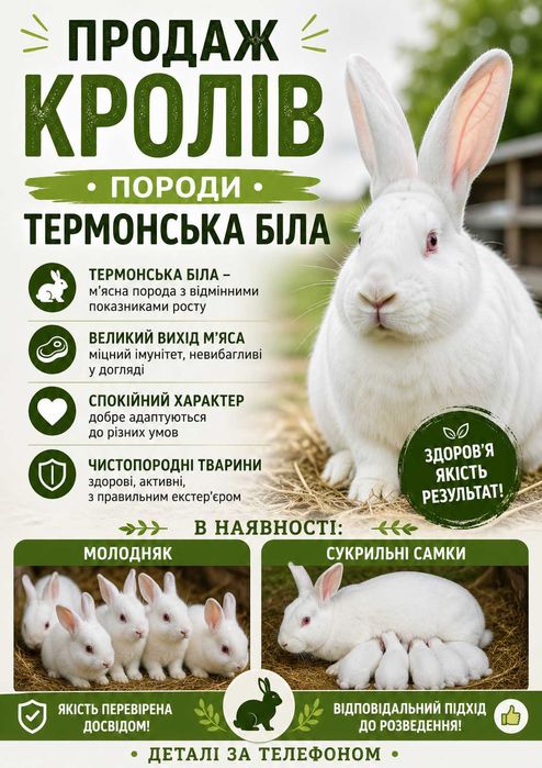 Молодняк кролів Термонська біла