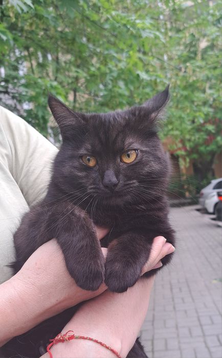 Дуже гарний молодий котик