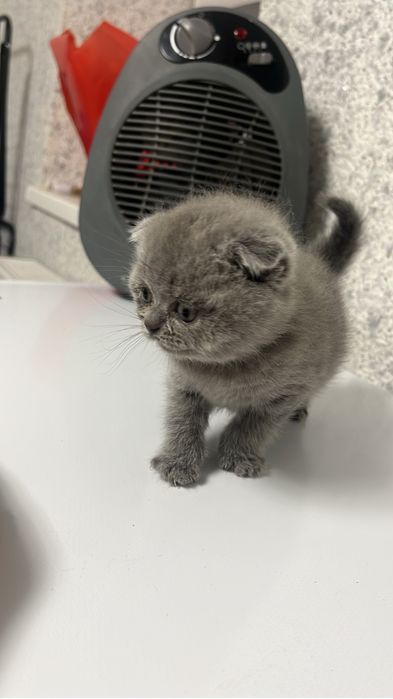 Британские котята продам