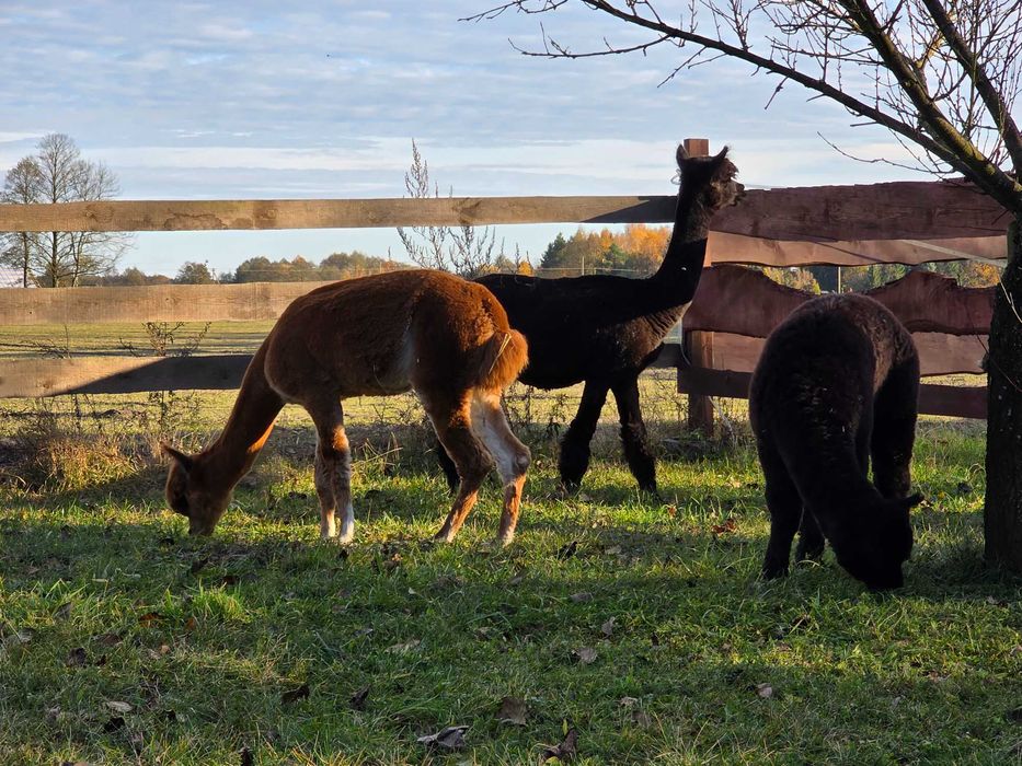 Alpaka samica Huacaya