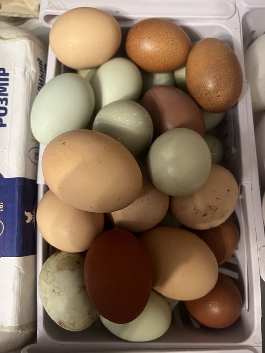 Інкубаційні яйця мішаних курей