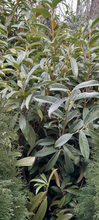 Laurowiśnia 120-150cm ukorzenione, donica