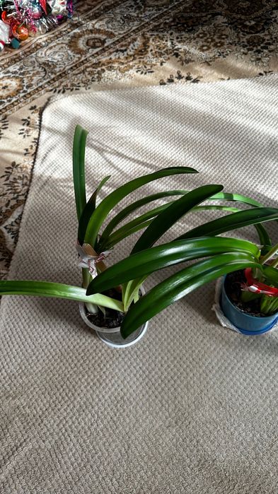 Амариліс, вазони