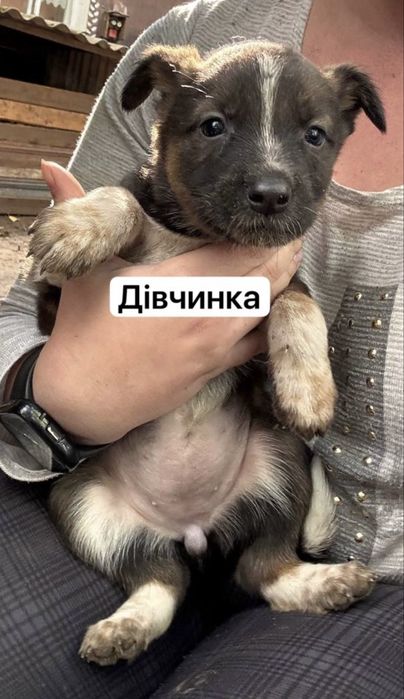 Віддаємо собаченят в добрі руки