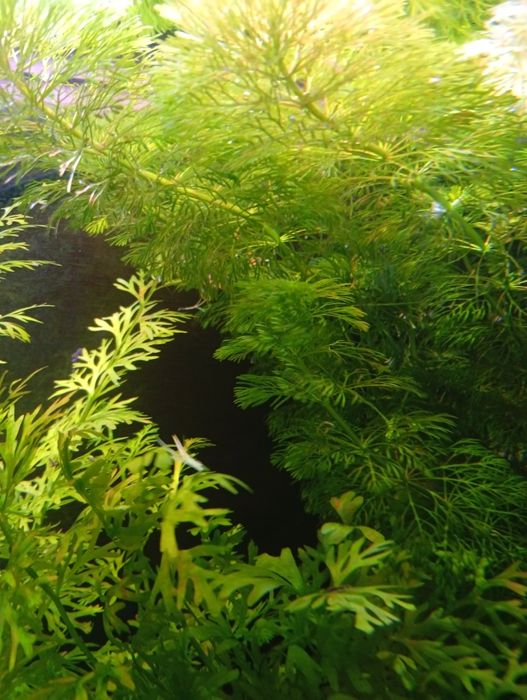 Várias plantas para ceder