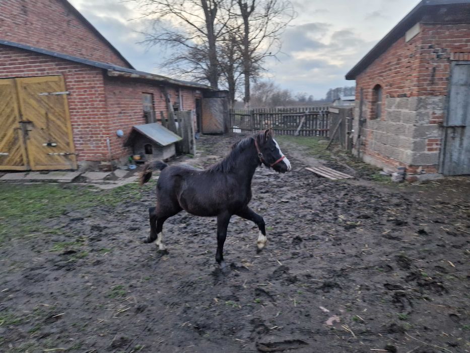 Ogierek kuc walijski odsadek PL PLUTON